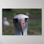 Laysan albatross posters