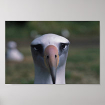 Laysan albatross posters