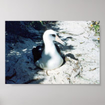 Laysan Albatross Poster