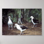 Laysan Albatross posters