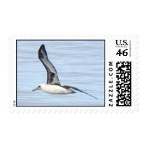Laysan Albatross stamp