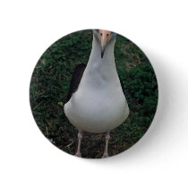 Laysan albatross standing button