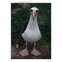 Laysan albatross standing greeting card