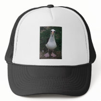 Laysan albatross standing trucker hats