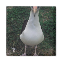 Laysan albatross standing fridge magnets