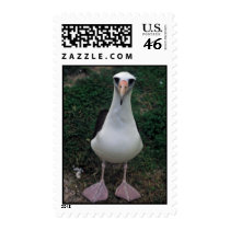 Laysan albatross standing stamps