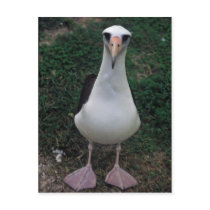 Laysan albatross standing post cards