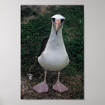 Laysan albatross standing posters