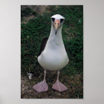 Laysan albatross standing print
