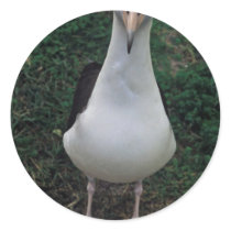 Laysan albatross standing round stickers
