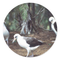 Laysan Albatross Stickers