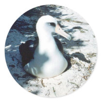 Laysan Albatross Sticker