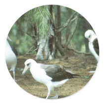 Laysan Albatross Stickers