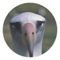 Laysan albatross sticker
