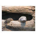 Lazing Komodo Poster posters