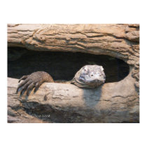 Lazing Komodo Poster posters