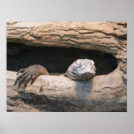 Lazing Komodo Poster posters