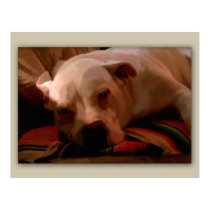 Lazy Bull Dog posters
