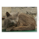 Lazy cat cards