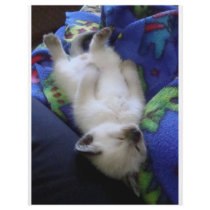 Lazy Cat flyers