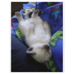 Lazy Cat flyers