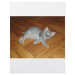 Lazy Cat flyers