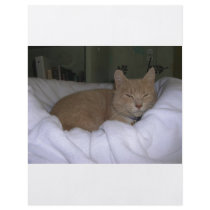 Lazy Cat flyers