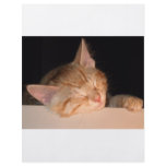 Lazy Cat flyers