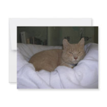 Lazy Cat invitations