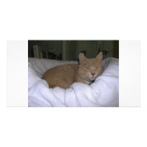 Lazy Cat photo cards by oddbob Lazy Cat photo cards