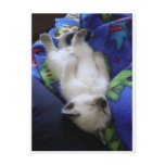 Lazy Cat Postcard