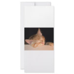 Lazy Cat rack cards