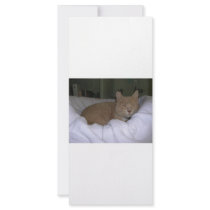 Lazy Cat rack cards