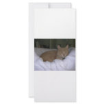 Lazy Cat rack cards