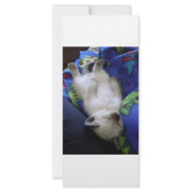 Lazy Cat rack cards