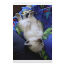 Lazy Cat Custom Stationery