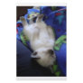 Lazy Cat Custom Stationery