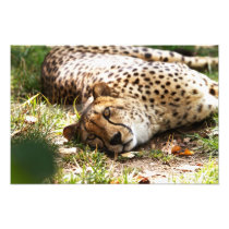 Lazy Cheetah Print
