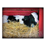 Lazy Cow Poster