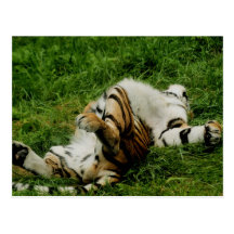 Lazy Day Tiger Postcard