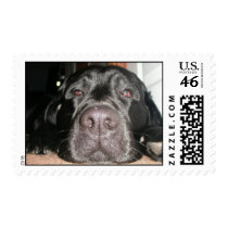 Lazy Days Dog Stamp