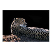 Lazy Days posters by JenCMillard Lazy Days posters