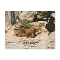 Lazy Dayz Bear postcards by slg1018 Lazy Dayz Bear postcards