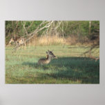 Lazy Deer Poster