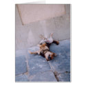 Lazy Dog cards