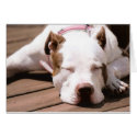 Lazy Dog cards