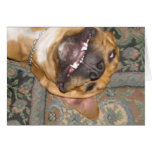 lazy dog cards