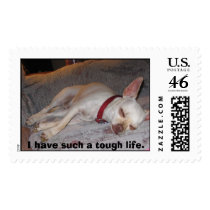 Lazy Dog, I have such a tough life. postage