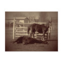 Lazy Horses postcards by Killlashandra Lazy Horses postcards