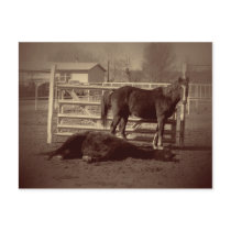 Lazy Horses postcards by Killlashandra Lazy Horses postcards